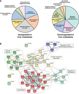 Metabolic Reprogramming Helps to Define Different Metastatic Tropisms in Colorectal Cancer